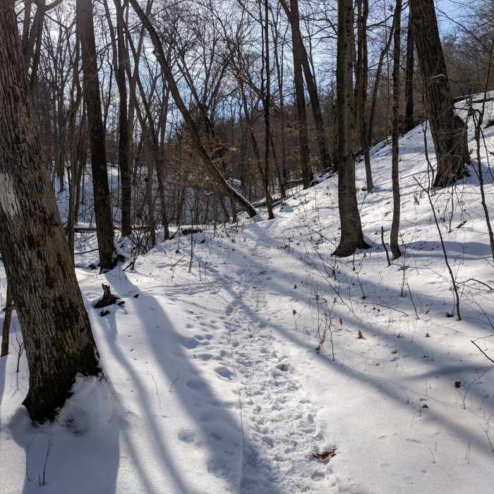 Winter Run on Hog Hollow Near Mohican Loop