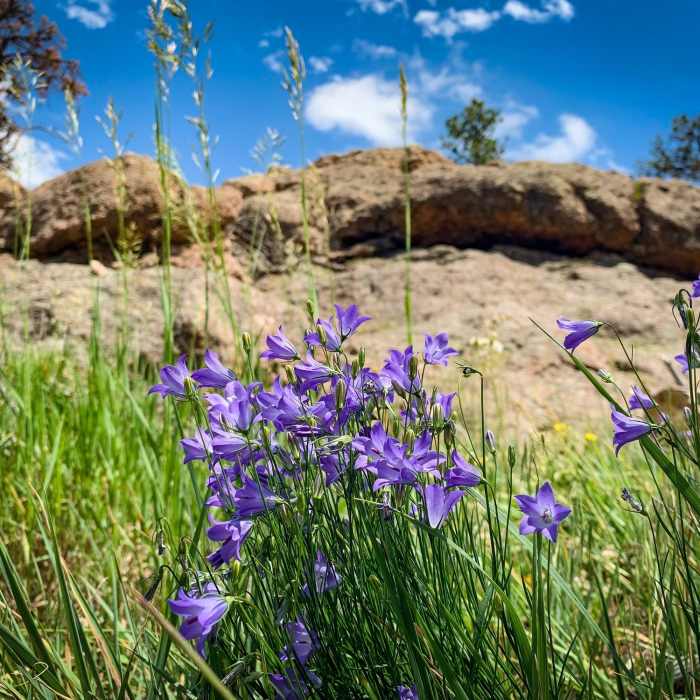 Near South Ridge Trail