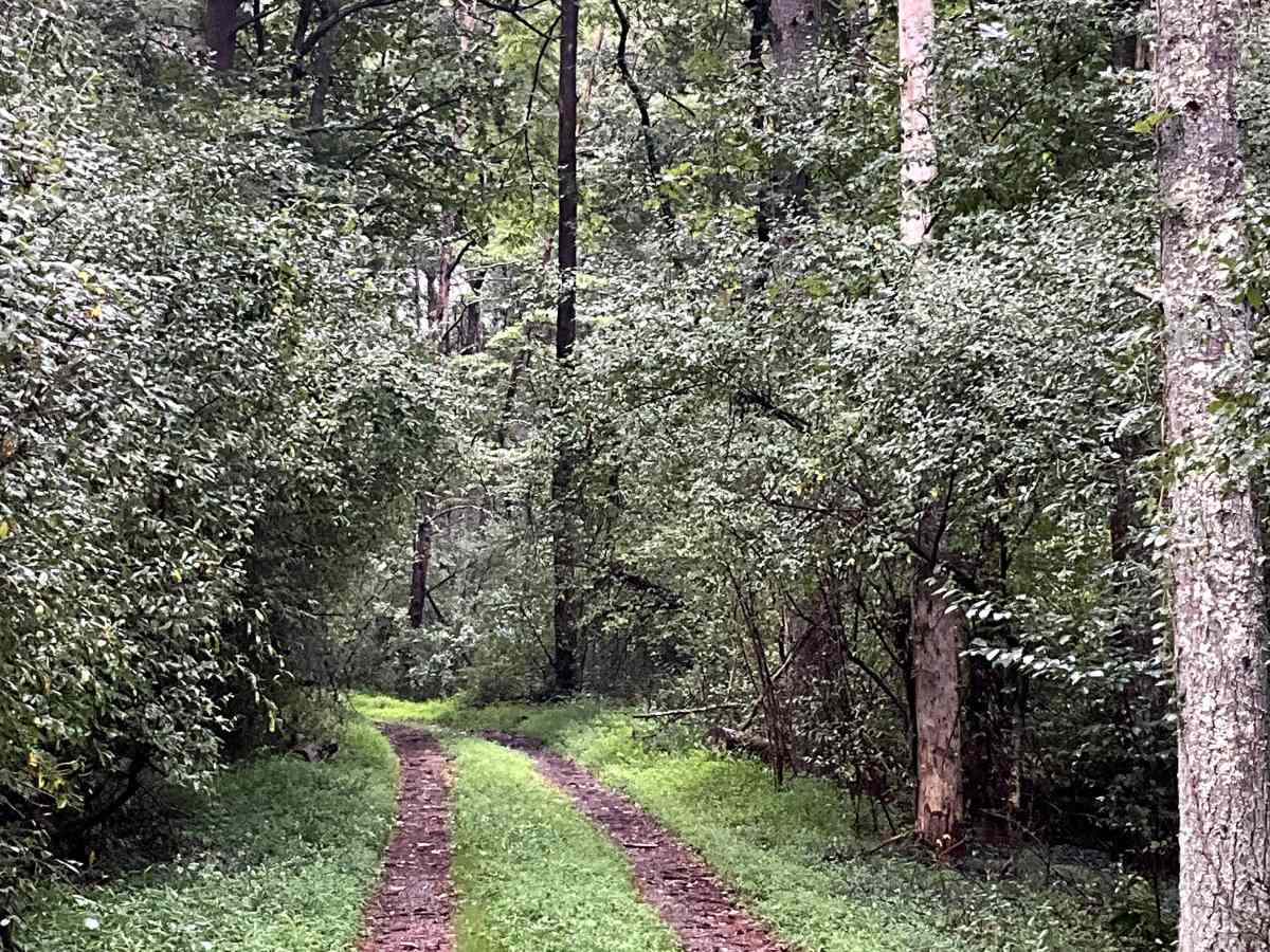 Needle Lane photo 4