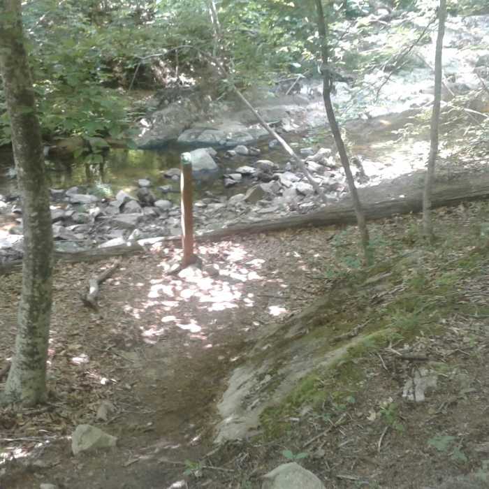 The very bottom of trail along Ledge Creek is steep and forested. The slopes are dominated by native oaks, hickories, beeches, and tulip poplars. Near Ledge Creek Forest Conservation Area