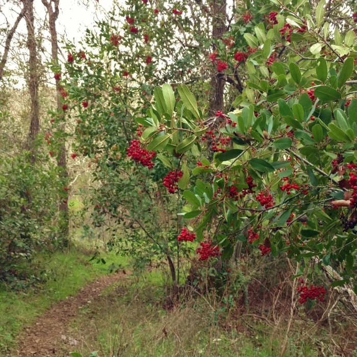 Manzanita with its bright red berries grows along the wooded singletrack section of Canada del Oro Trail. Near Canada Del Oro Trail