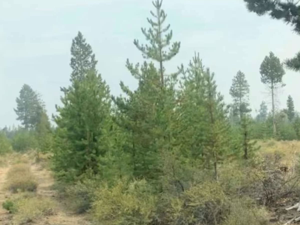 Fuzztail Butte Trail photo 5