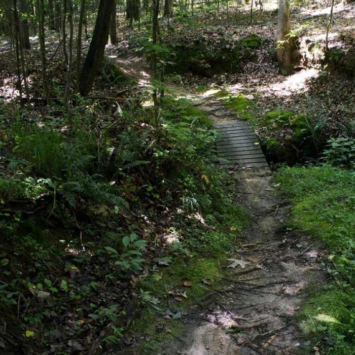 Near Crooked Stick Trail