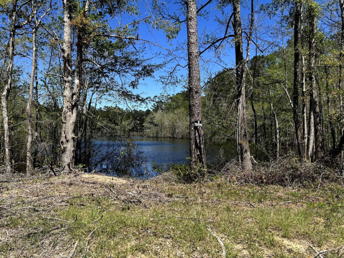 Ashe Lake Trail photo 4