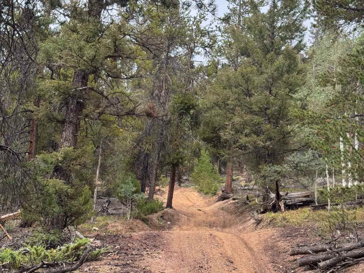 Roaring Judy Road photo 4