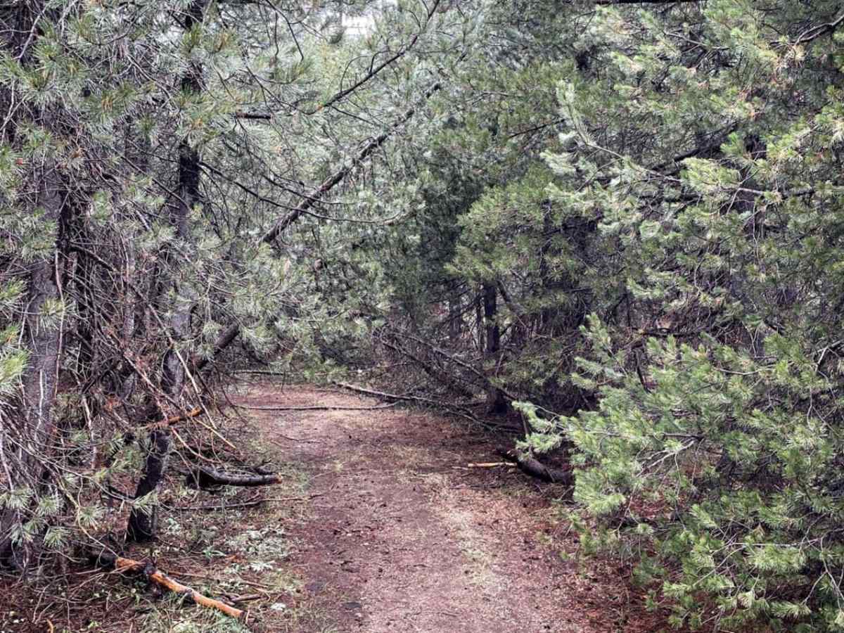 Pine Tunnel photo 4