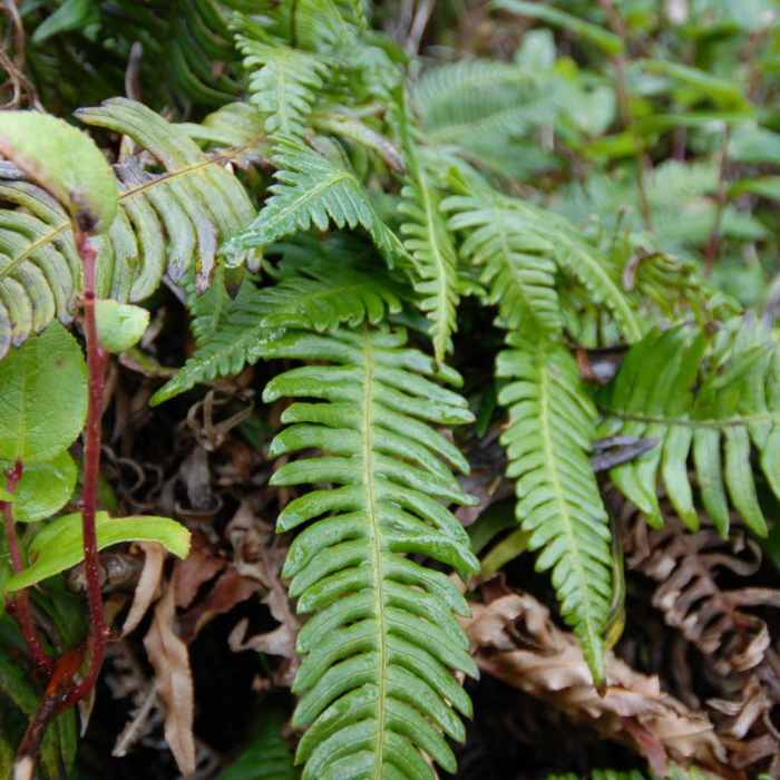 Near Cape Lookout Hiking Trail