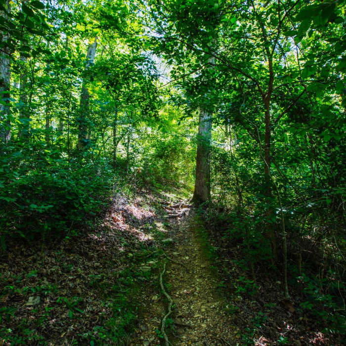 Near Grand Gulf State Park Near Grand Gulf State Park