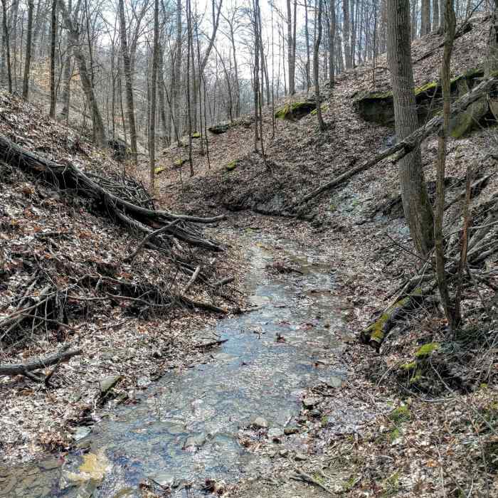 Part of the trail follows a rock-bottomed creek. Near Low Gap Backcountry Trail