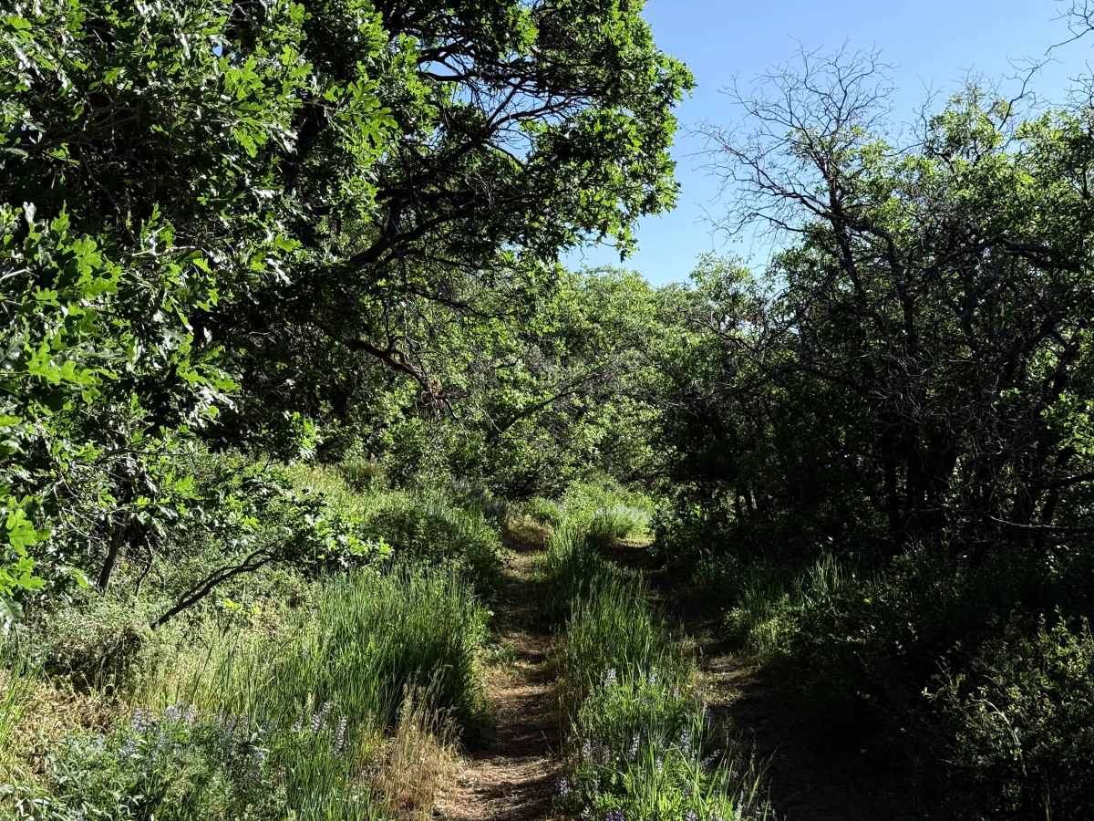 Death Hollow - 50148 photo 6