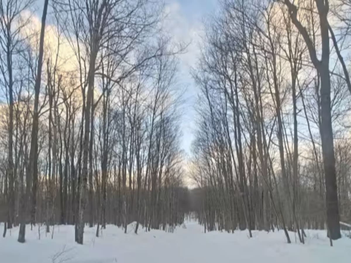 Log Run - FS 591 photo 5