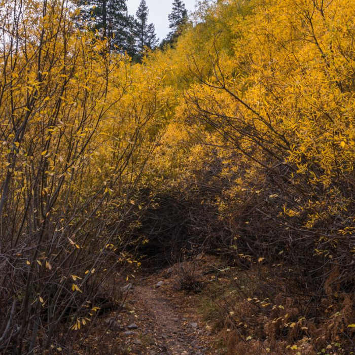 Near San Gorgonio Peak