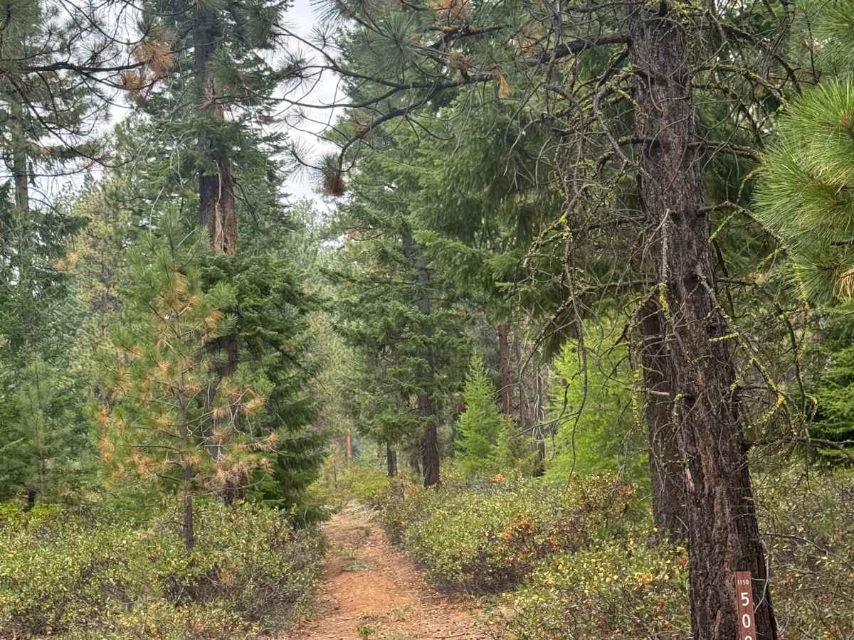 FS 1140-500 trail photo