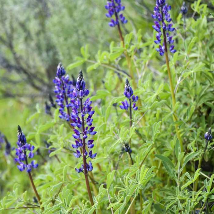 Near Tour of Rancho Canada del Oro