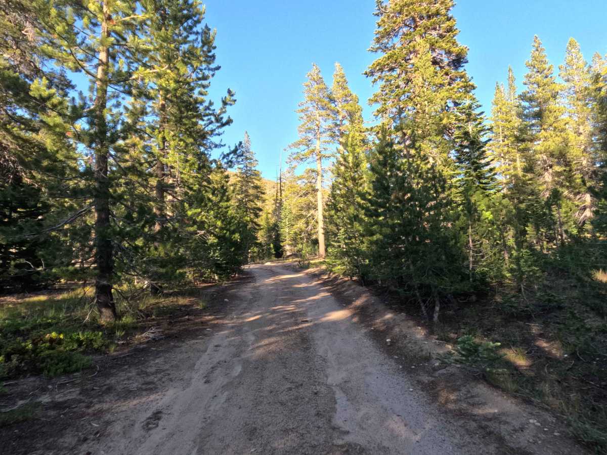 Jobs Peak Trail Spur - FS 31051A photo 6