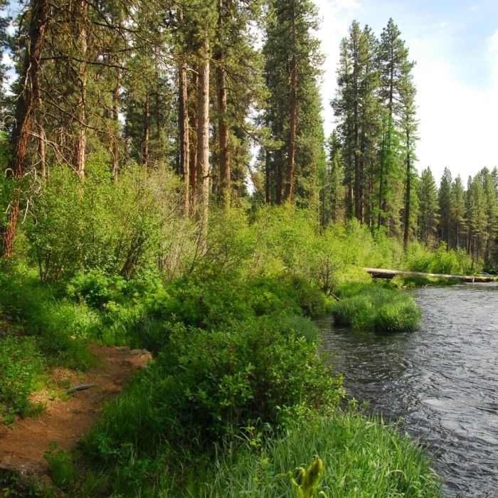 Near Metolius River Trail