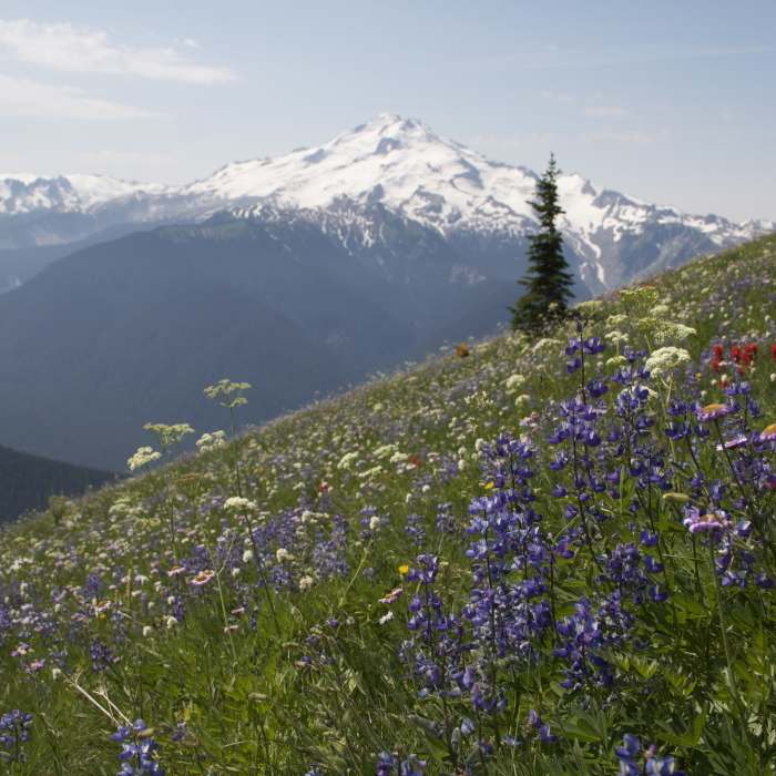 Glacier Peak from Miner's Ridge Near Spider Gap - Buck Creek Pass Loop