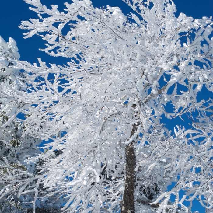 Hoarfrost covers a tree after a winter storm on the AT. It's beautiful in the winter. Near Charlies Bunion via Kephart Loop