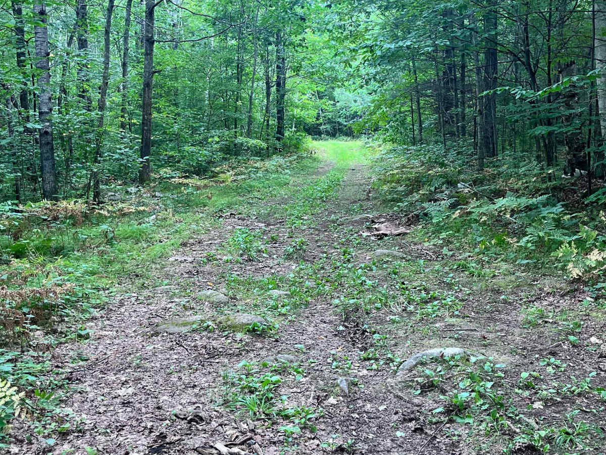 Forest Road 2330B photo 6