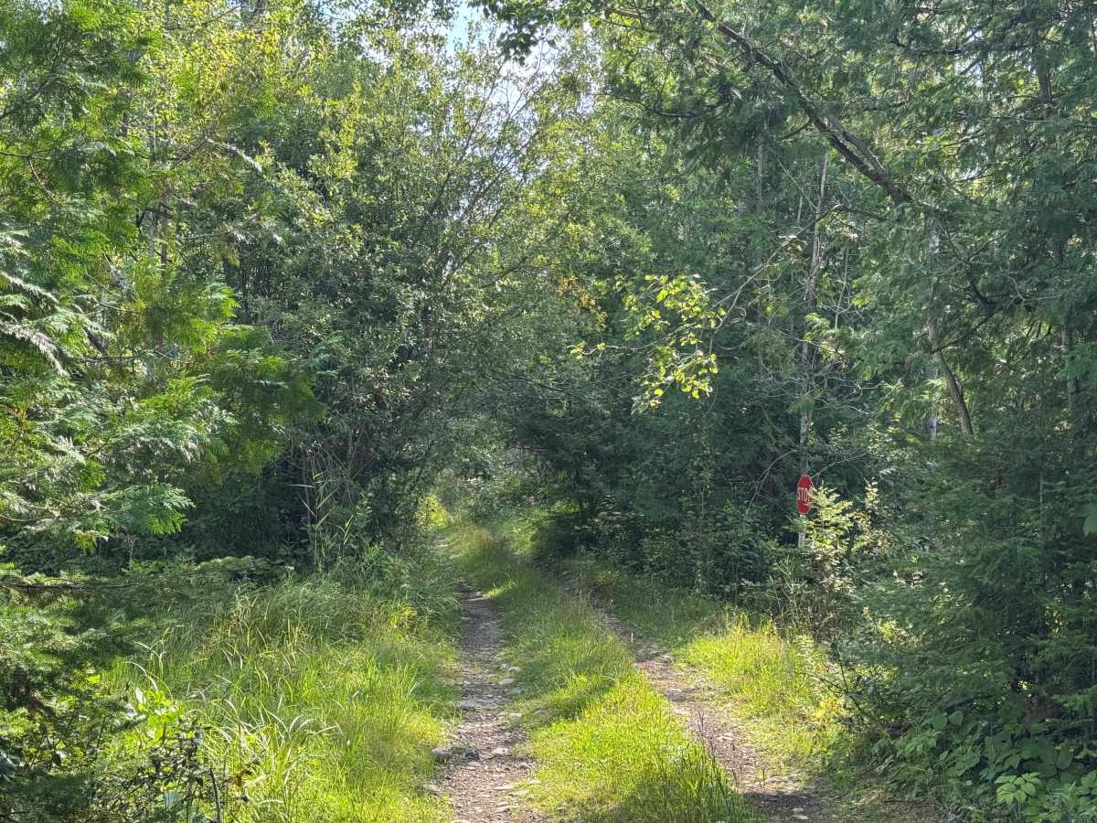 Frog Trail photo 4