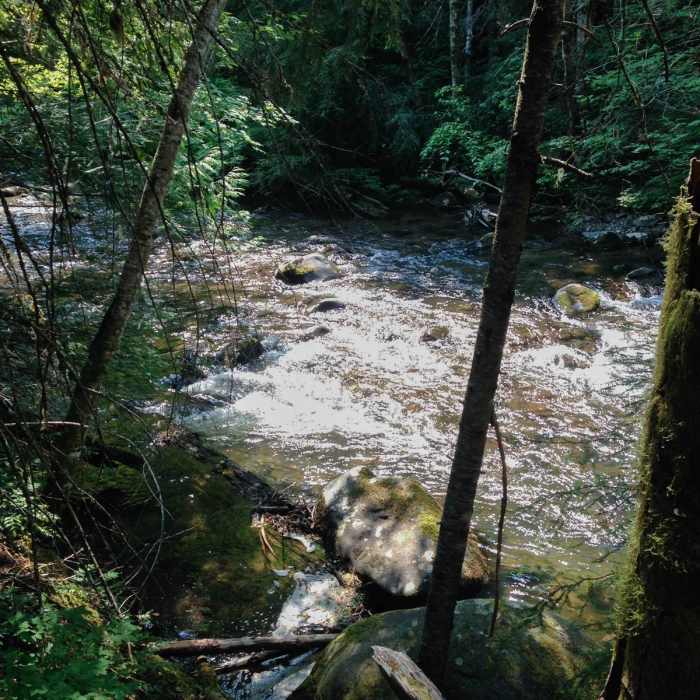 Near Upper Salmon River Trail