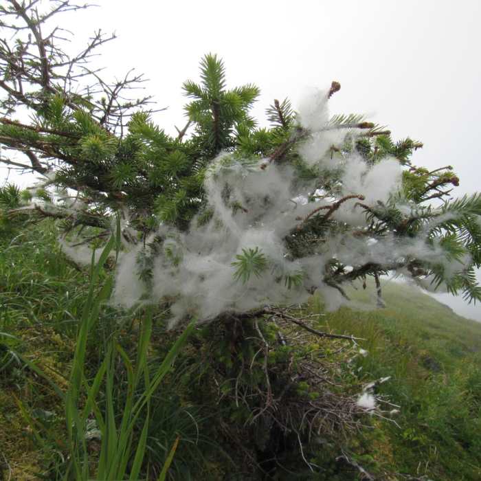 Near North Sister Mountain