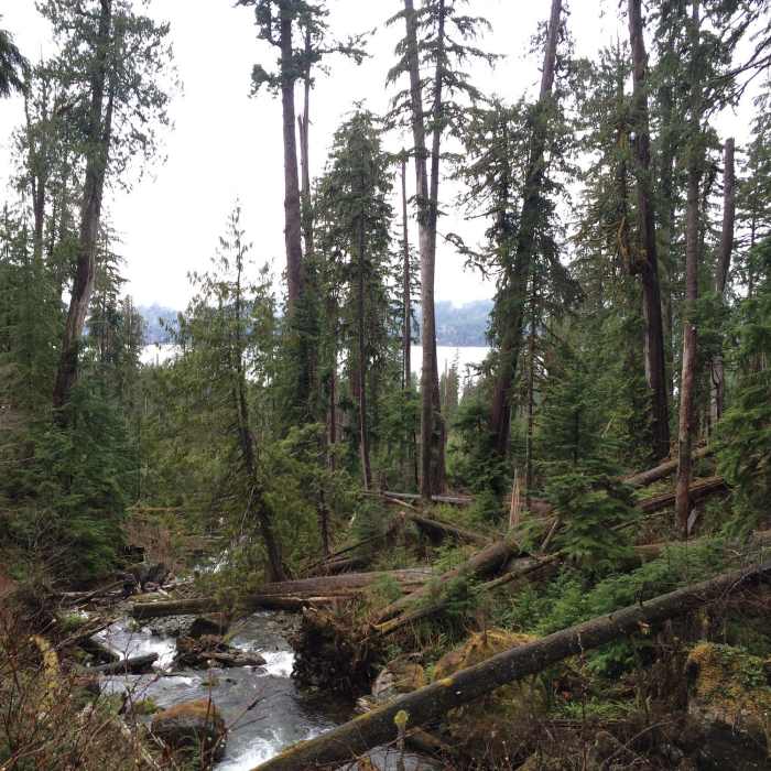 Near Quinault Loop National Recreation Trail #854