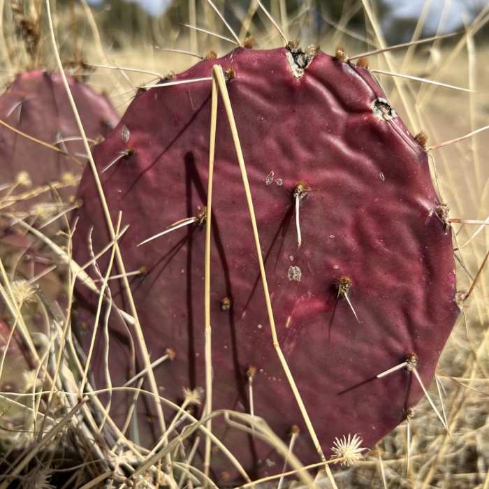 Near Sweetwater Spring Loop