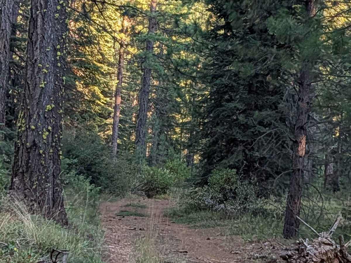 White Deer Lake East - FS 40N07A photo 4