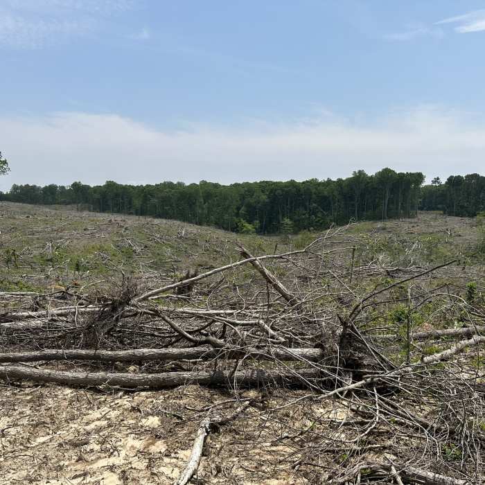 The Clearcut south of Parsons Rd. Near Red Leaves Loop