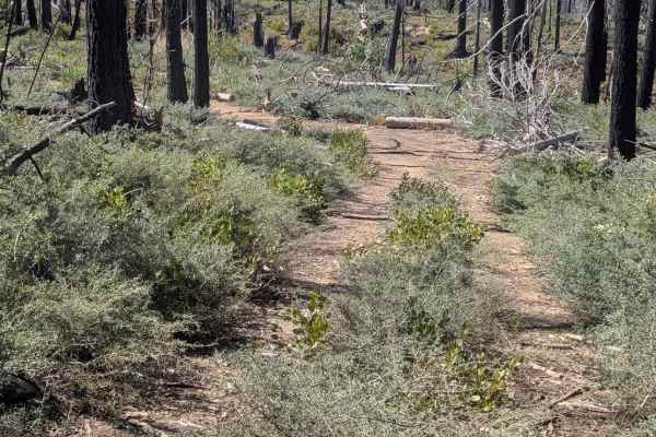 Redding Pine Road - FS 29N38
