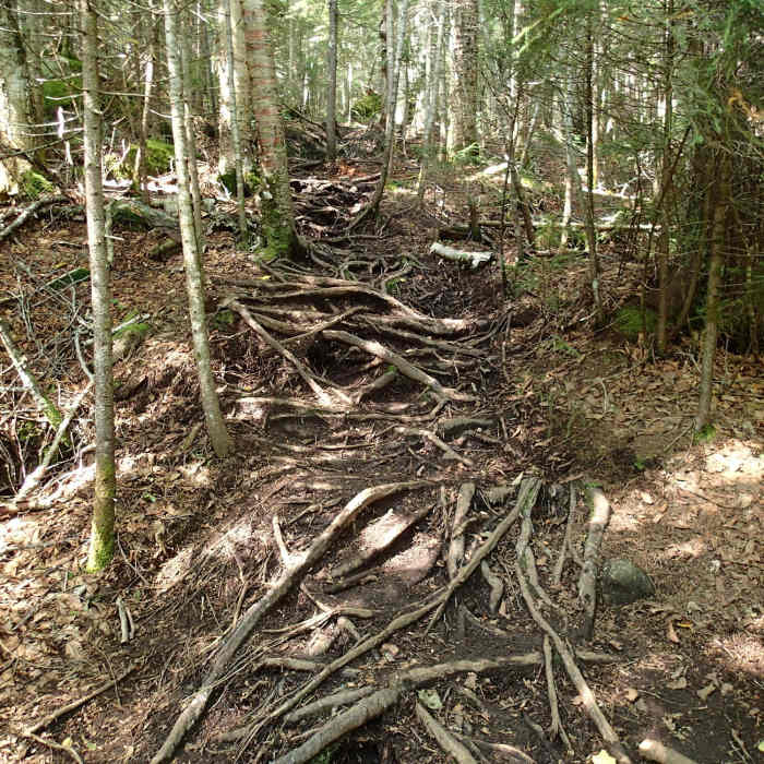 Unmaintained trail to Street and Nye. Near Street and Nye Trail