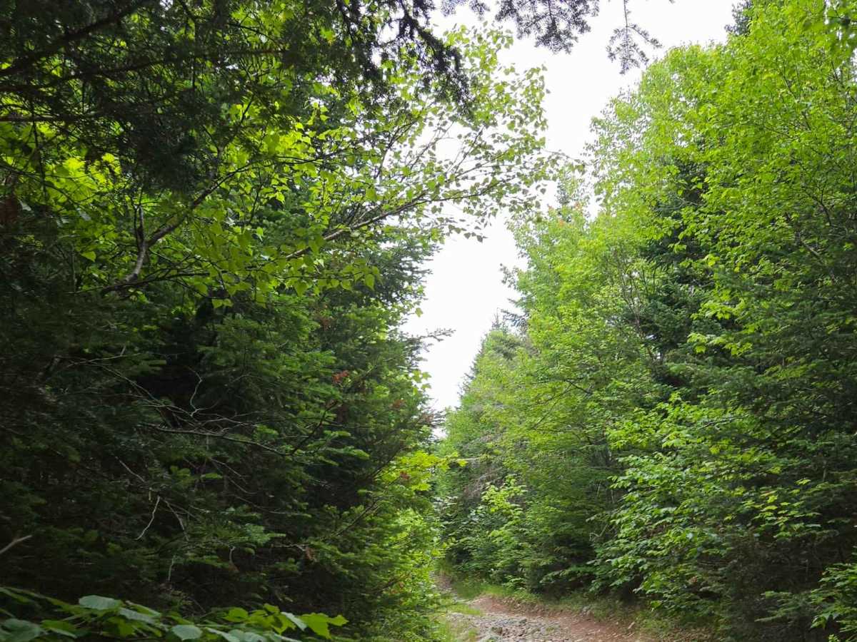 Caledonia Mountain  photo 4