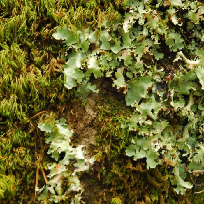 Near Muir Woods via Deer Park Fire Road