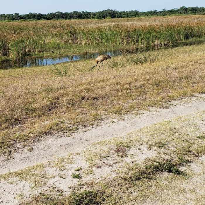 Near Harns Marsh