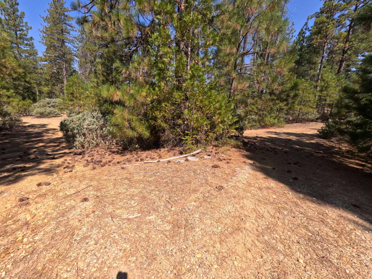 Moores Flat Diggings - FS 833-008 photo 3