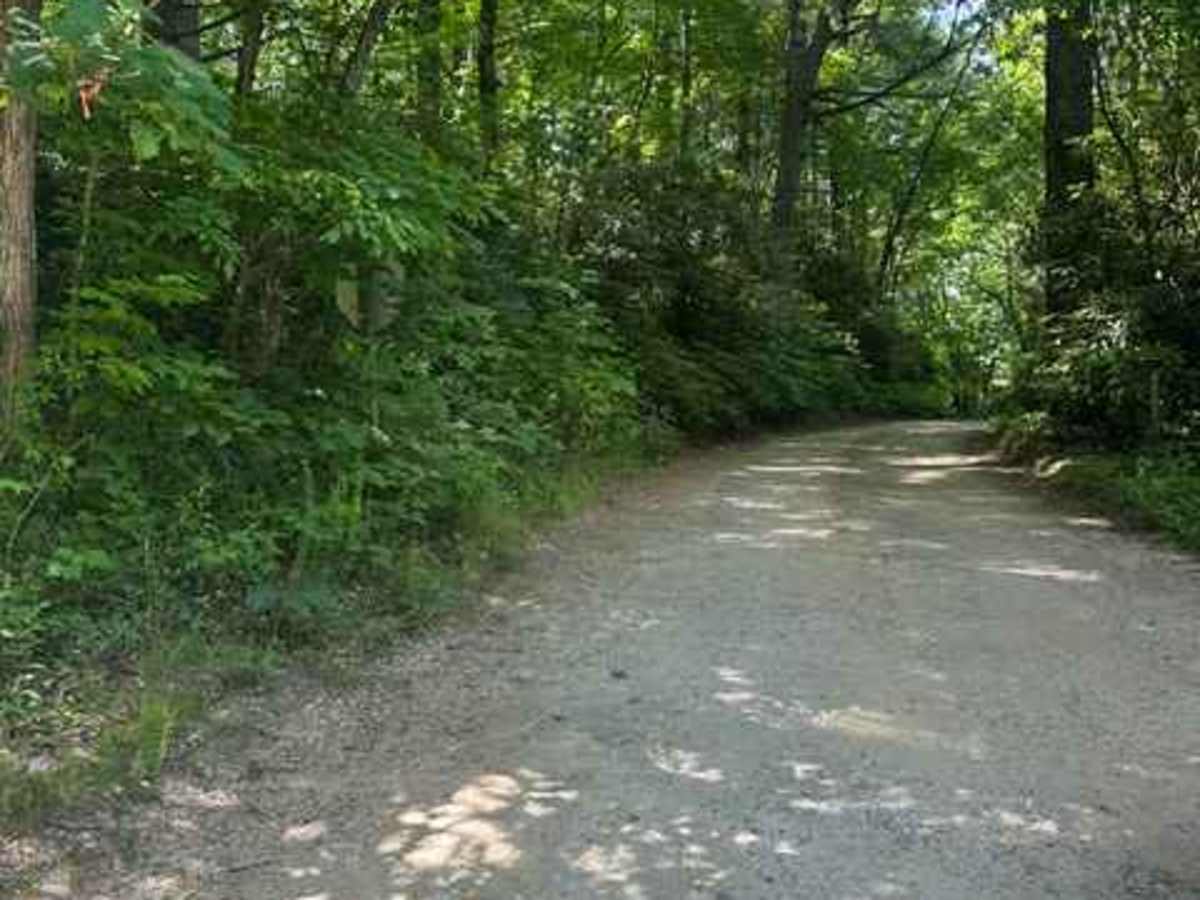 Walking Stick Road  trail photo