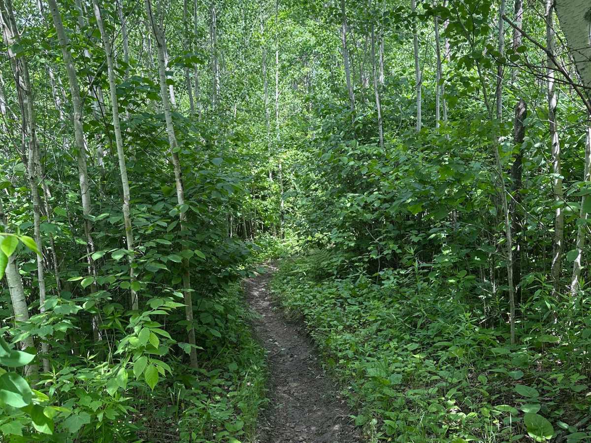 Hammer Handle trail photo