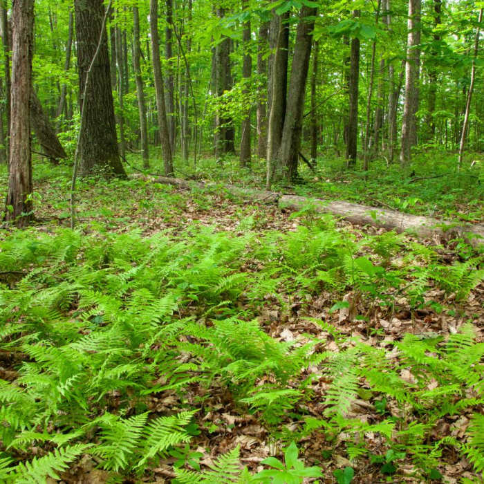 Near Manns Creek Gorge Trail
