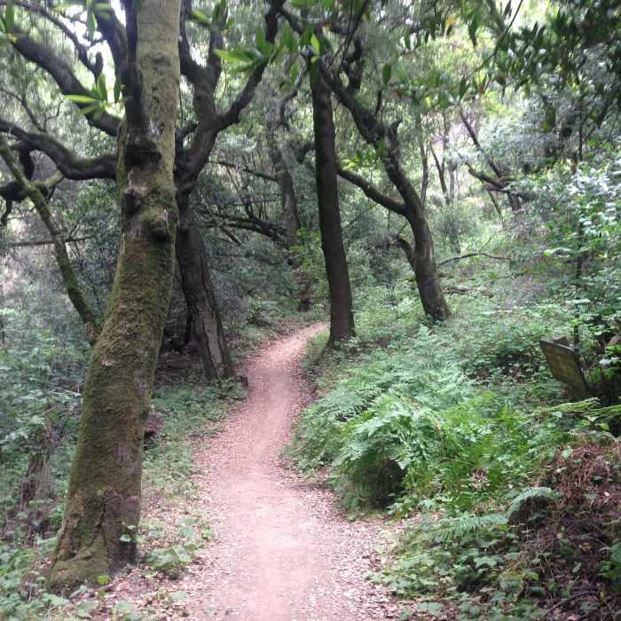 Near EBRPD Trails Challenge 2017: Anthony Chabot