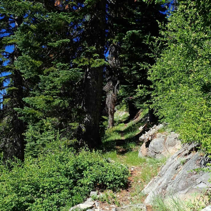 Near Stuart Falls Trail