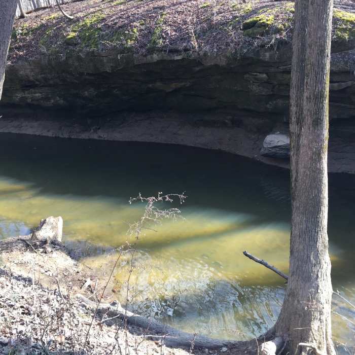 Near Tuliptree Trail