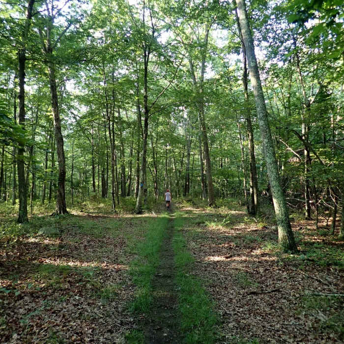 Near Blue Trail