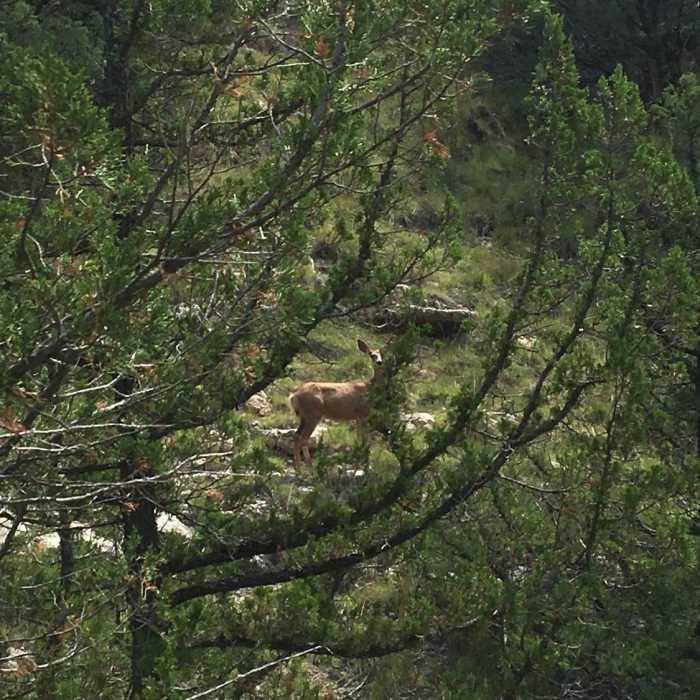 Near Butterfly Canyon
