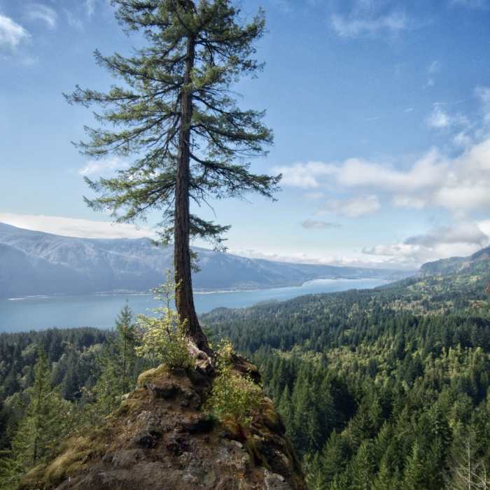 Lome Douglas Fir Viewpoint. Near Archer Mountain