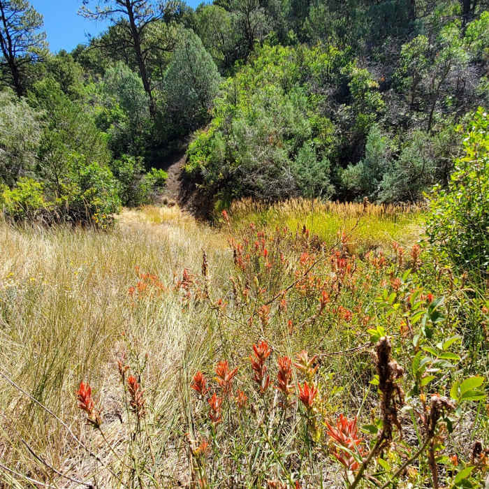 Early September Indian paintbrush along the Big Canyon Trail. Near South Rim Trail