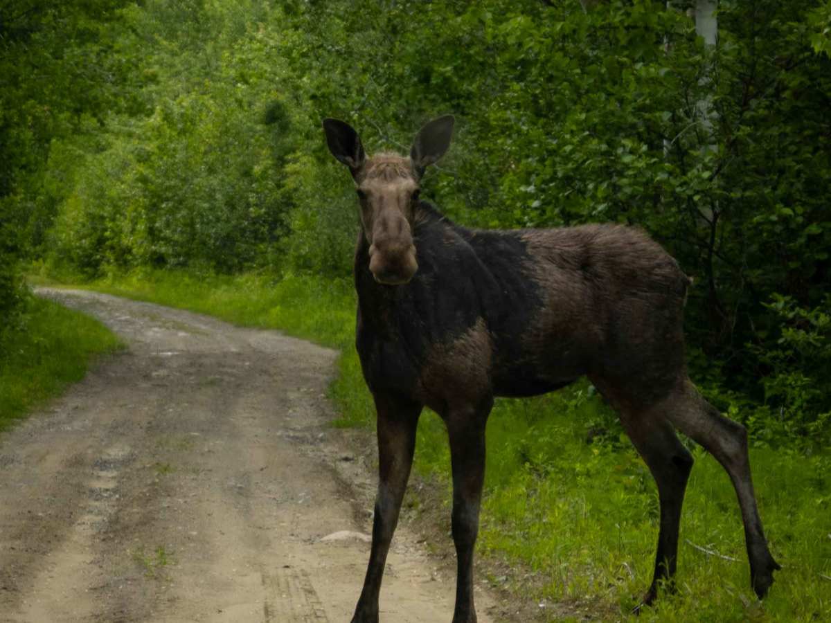 Nepisiguit (Grand) Falls River Trail photo 4