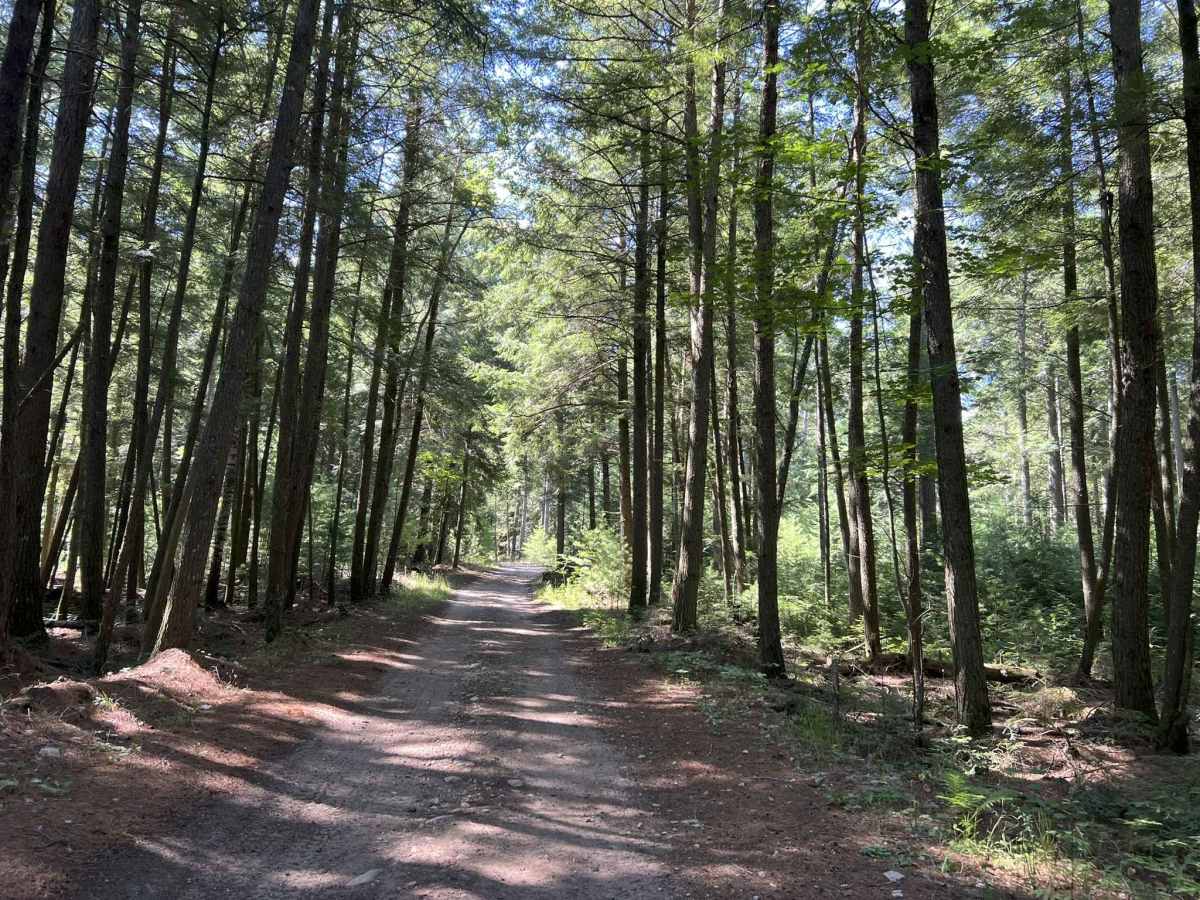 Fir -  Forest Road 13040 photo 4