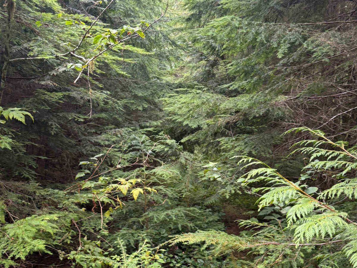 Matheny Creek Road - FS 2140200 trail photo