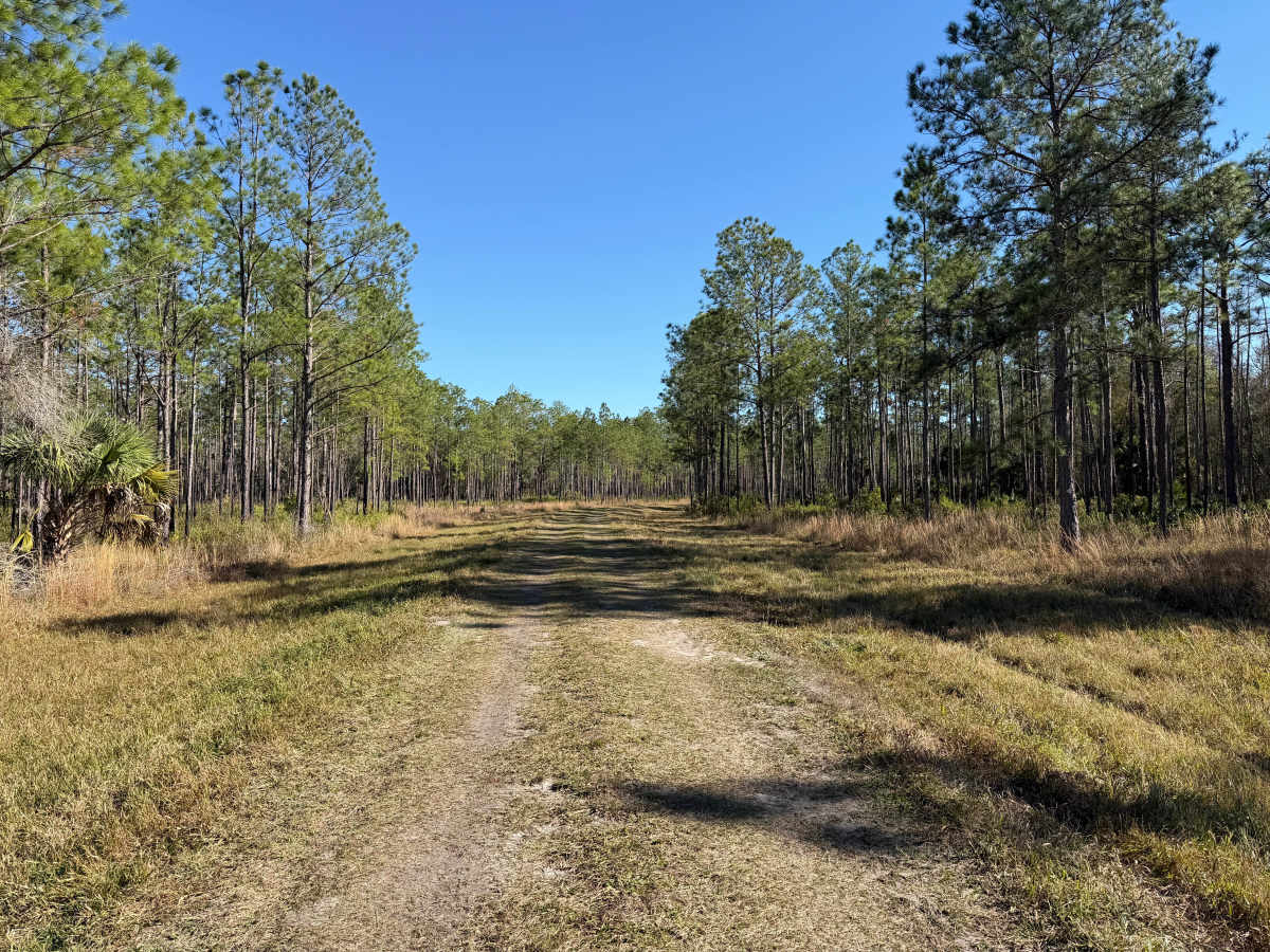 Tillman Lake Road trail photo